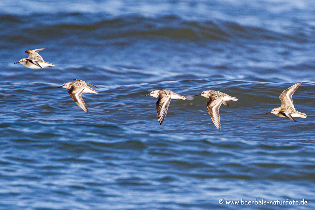 Sanderling