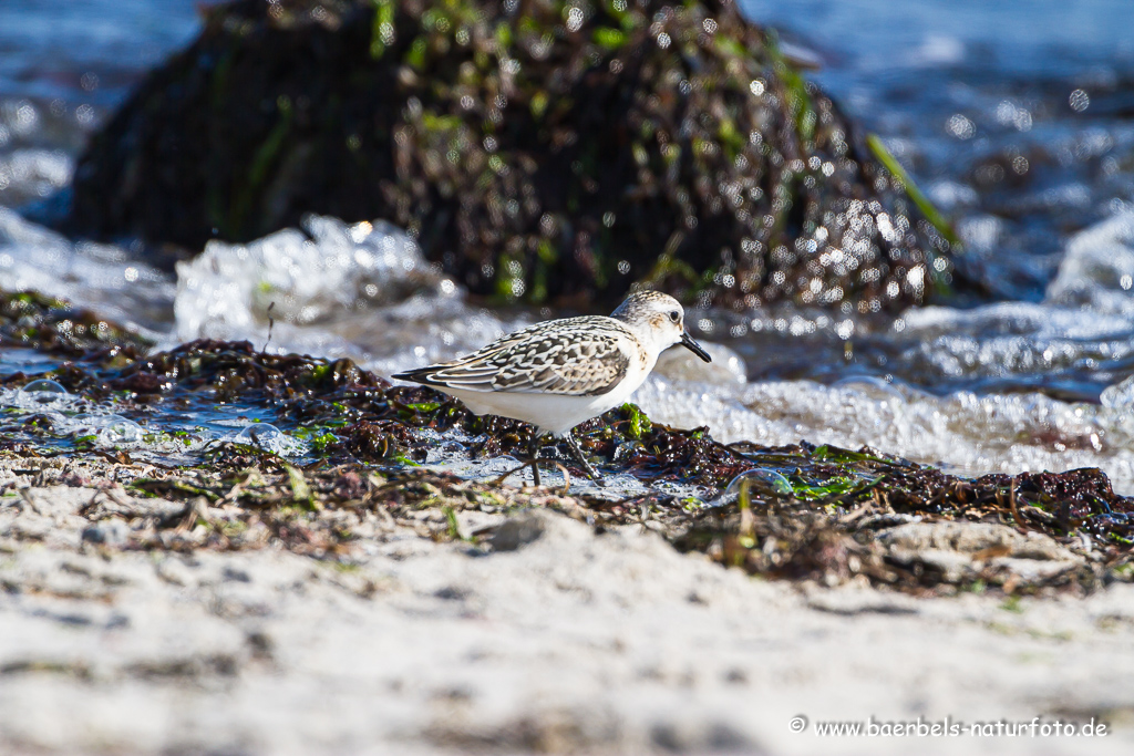 Sanderling