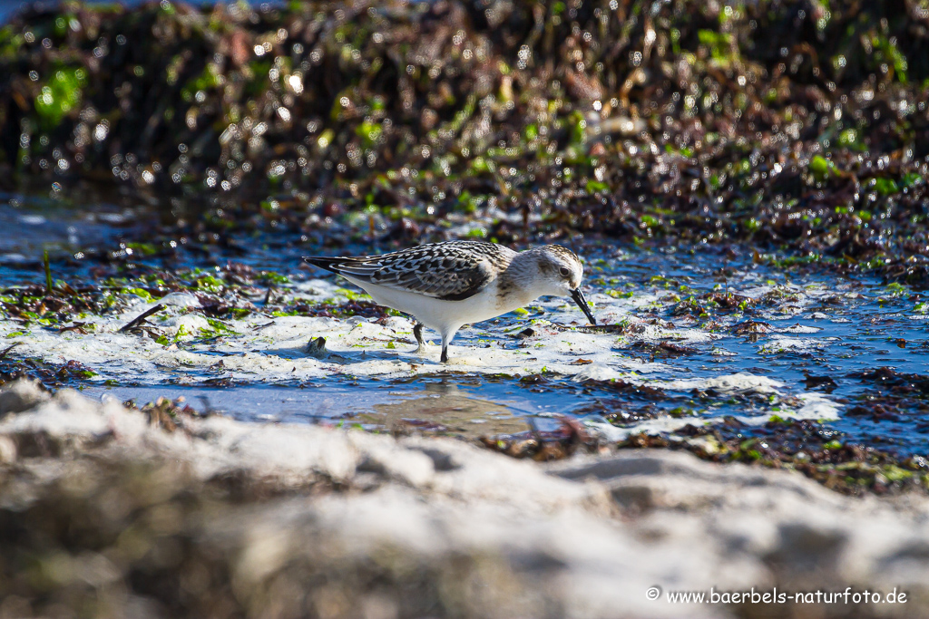 Sanderling