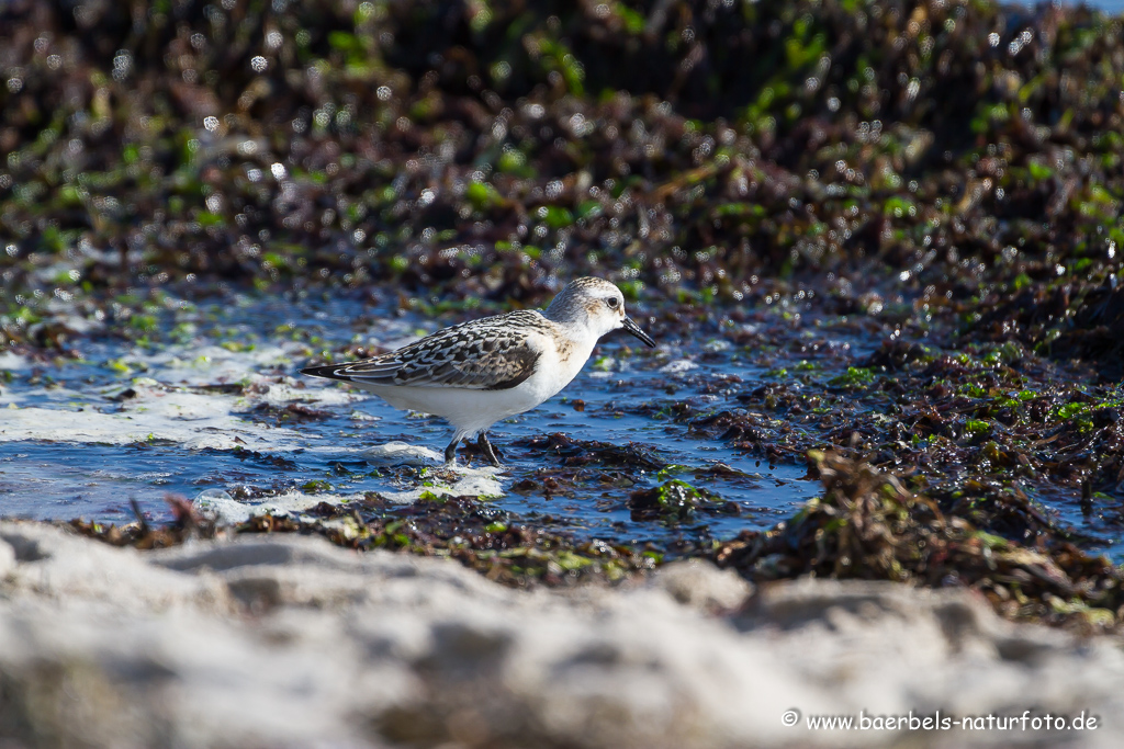 Sanderling