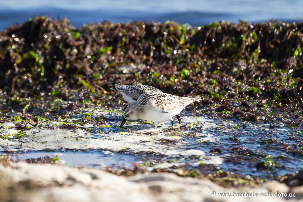 Sanderling