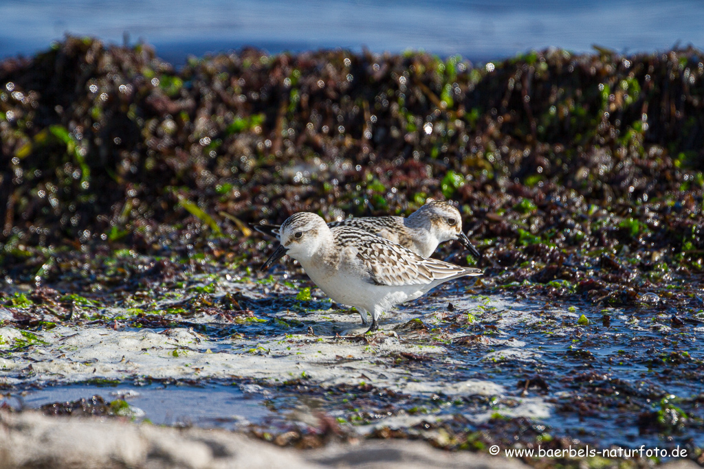 Sanderling