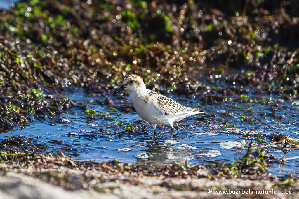 Sanderling