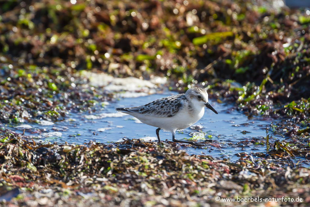 Sanderling