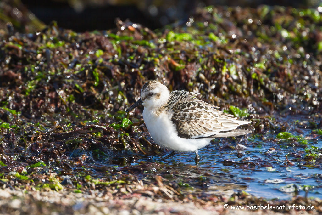 Sanderling