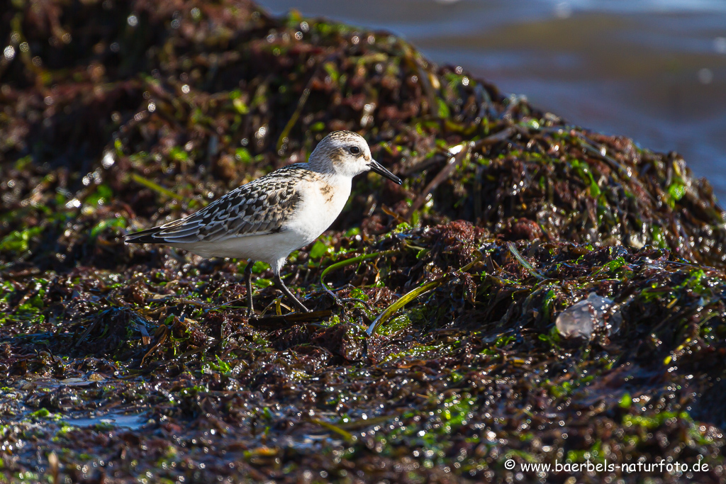 Sanderling