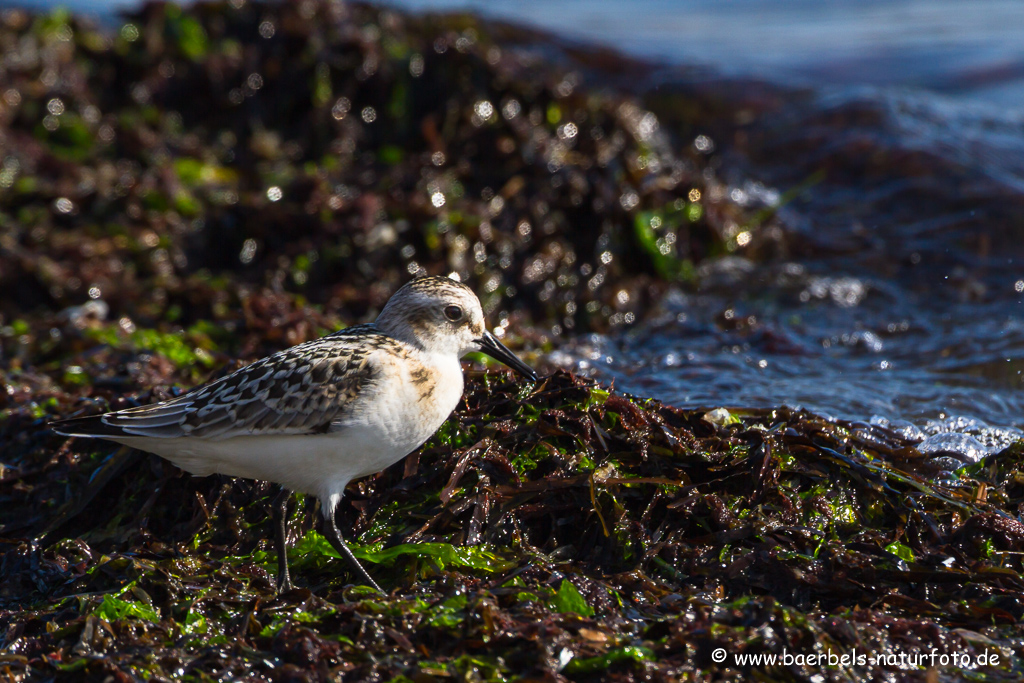 Sanderling