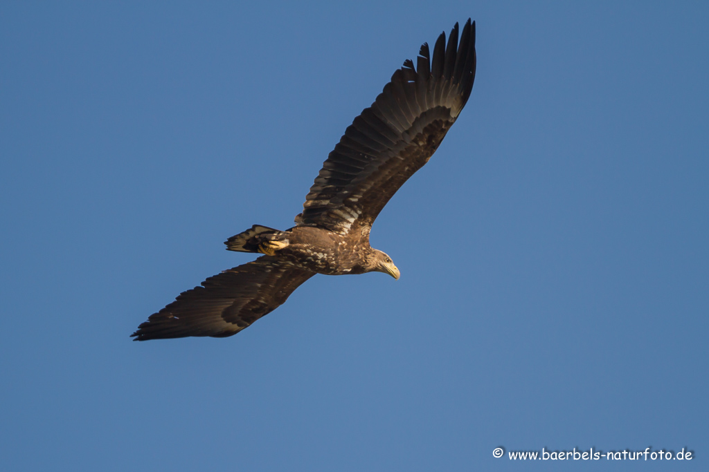 Seeadler