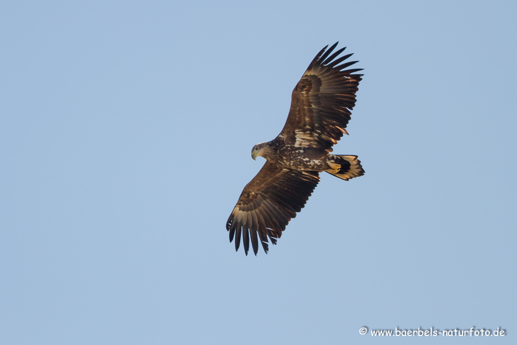 Seeadler