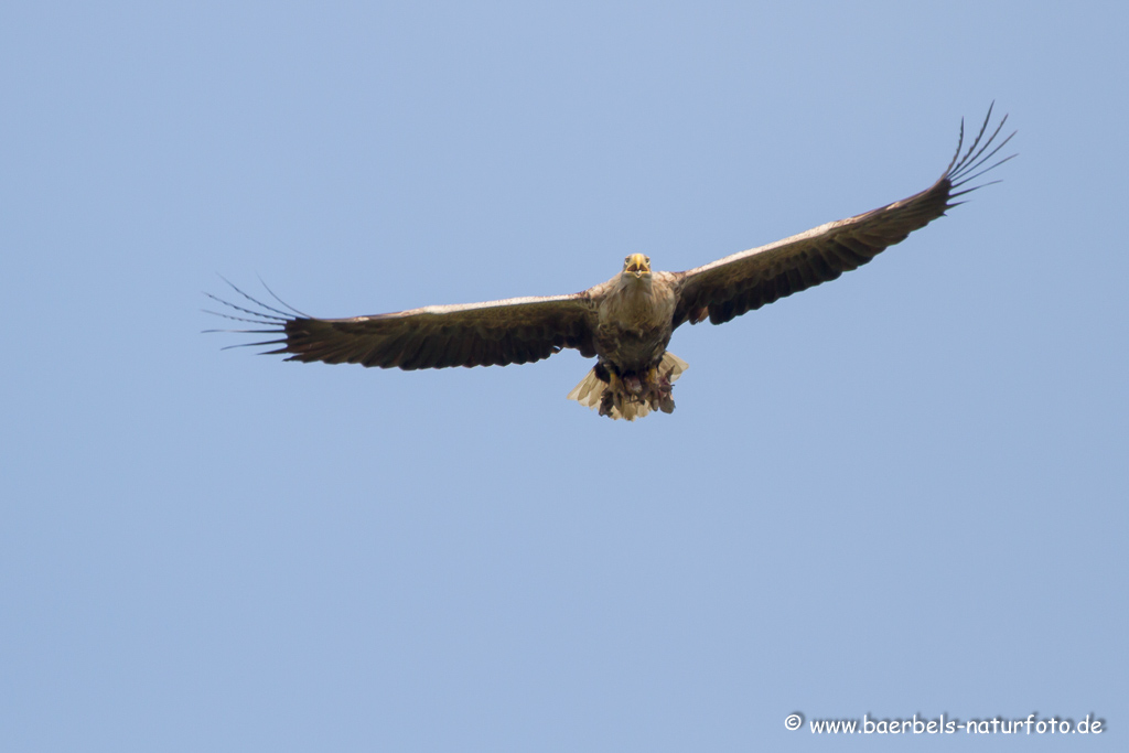 Seeadler