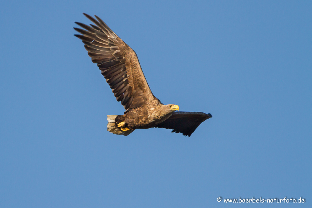 Seeadler