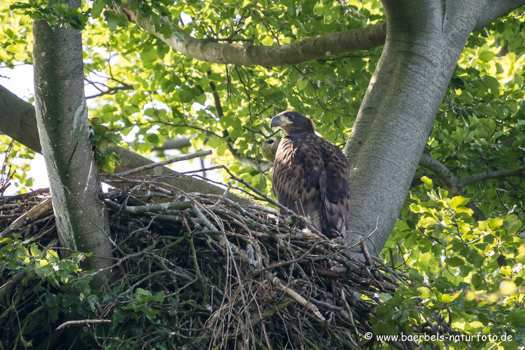 Seeadler