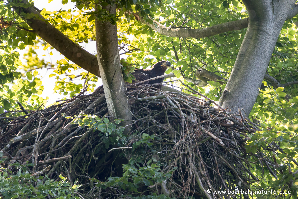 Seeadler