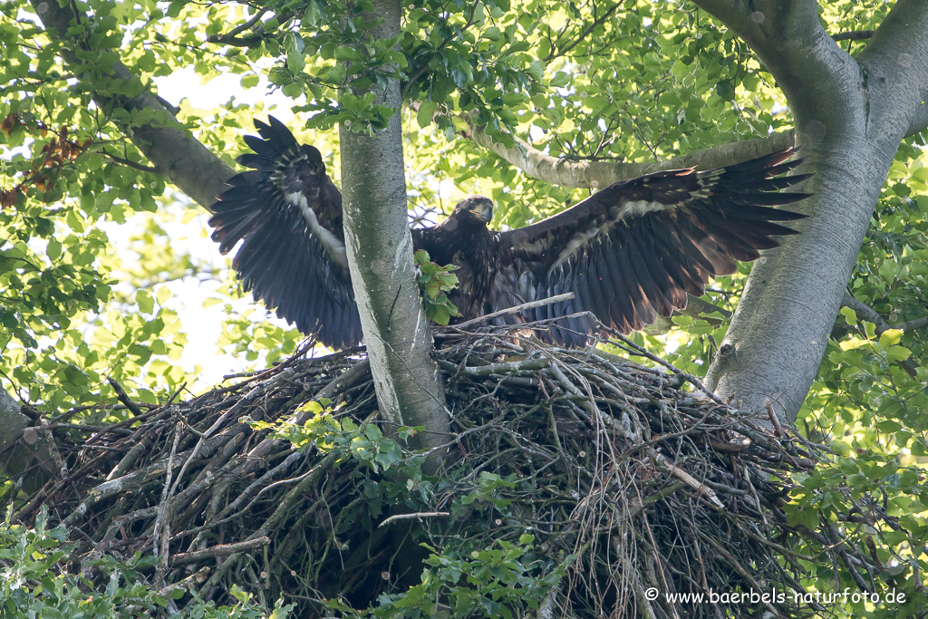 Seeadler