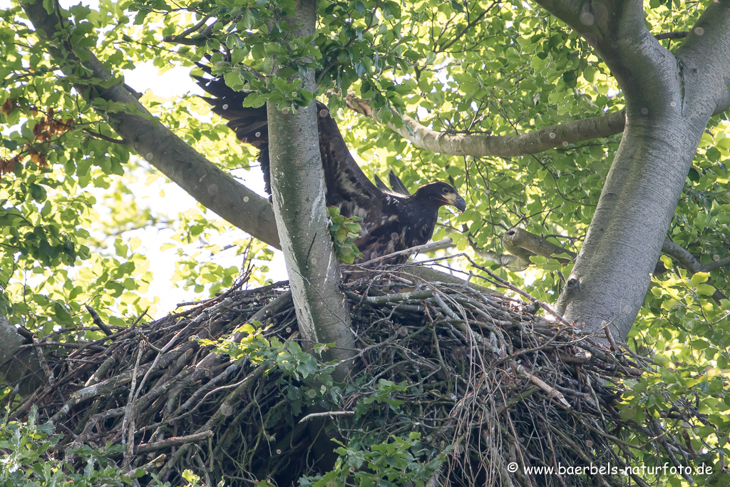 Seeadler