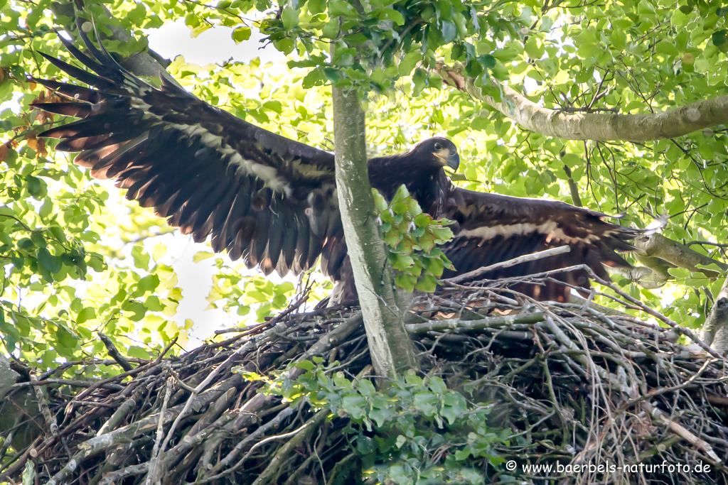 Seeadler