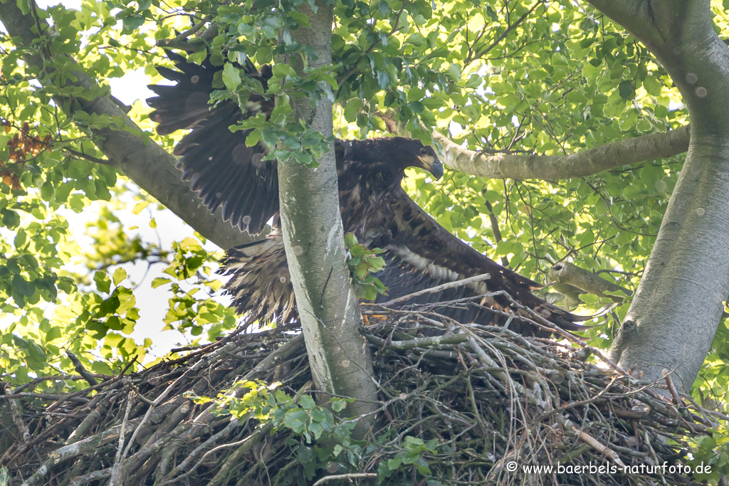 Seeadler