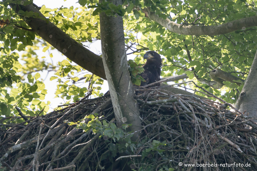 Seeadler