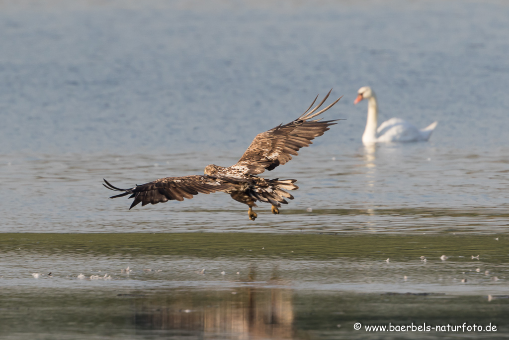 Seeadler