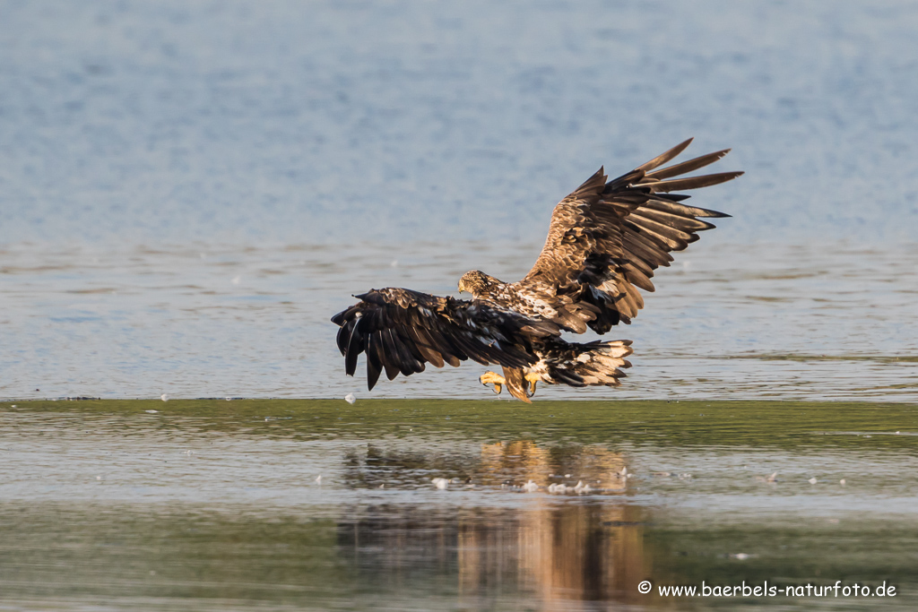 Seeadler