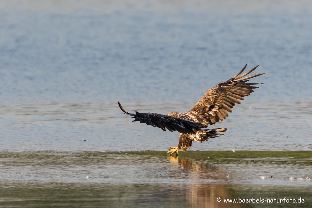 Seeadler