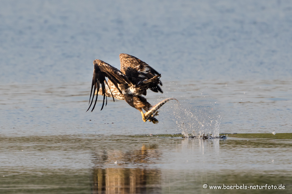 Seeadler