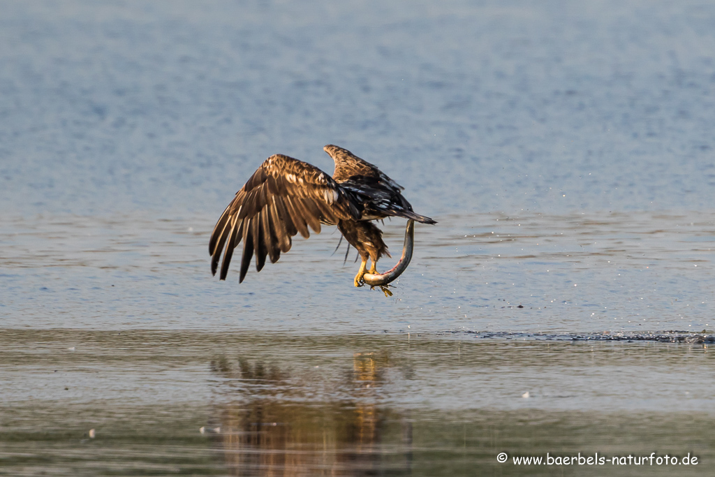 Seeadler