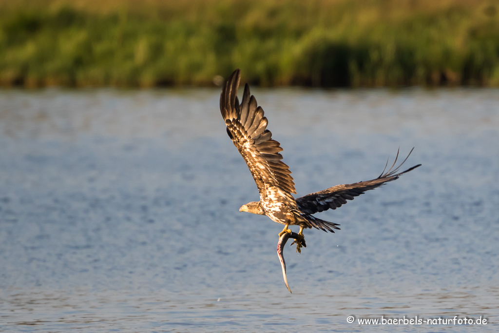 Seeadler