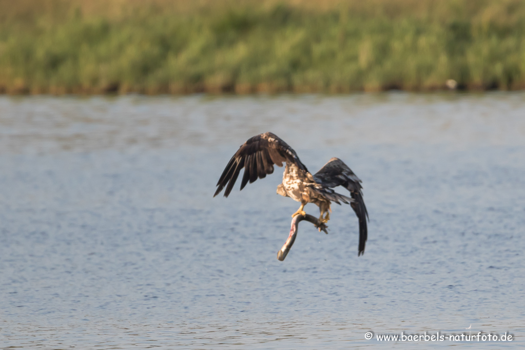 Seeadler