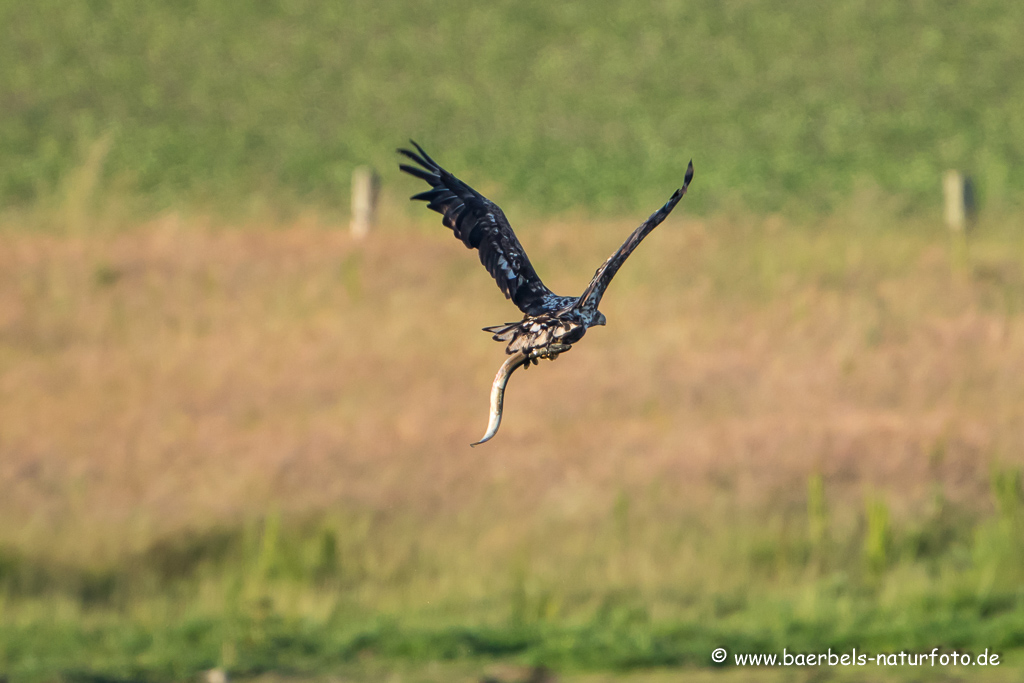 Seeadler