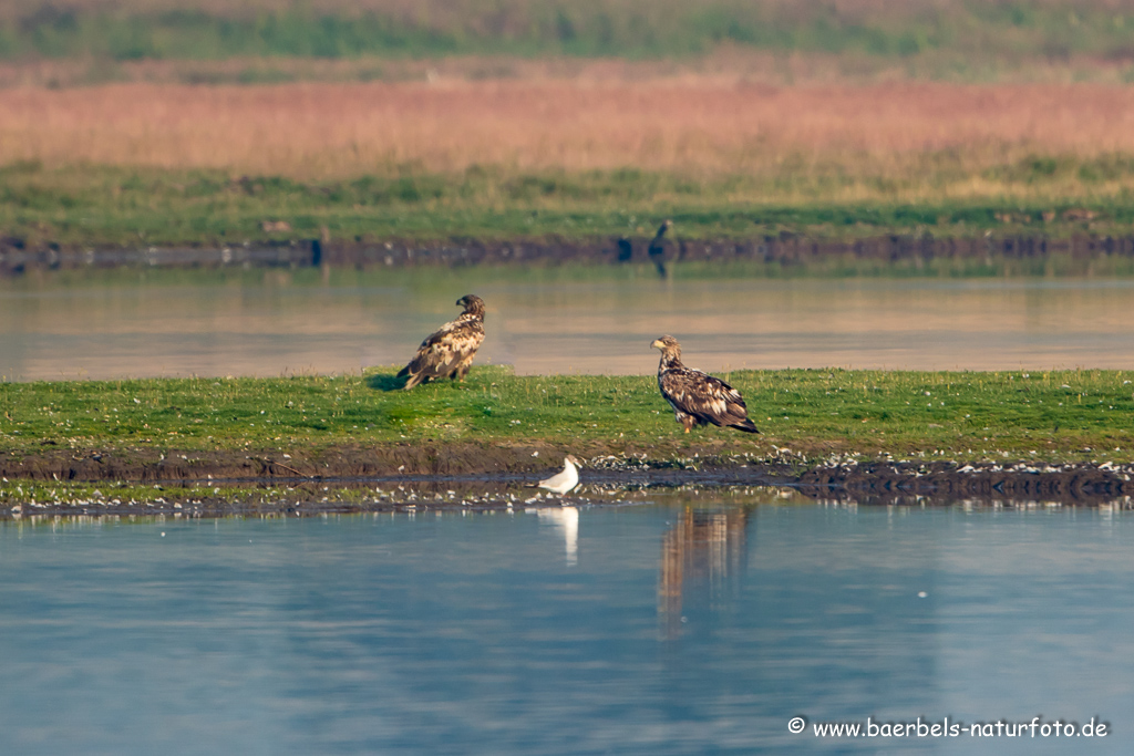 Seeadler