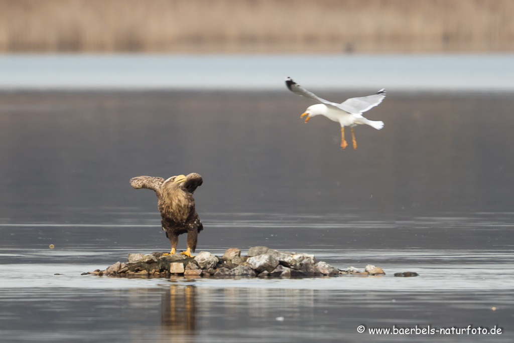 Seeadler