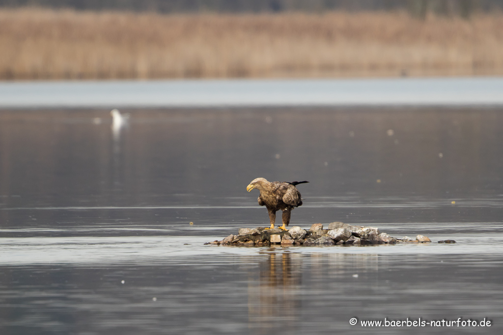 Seeadler