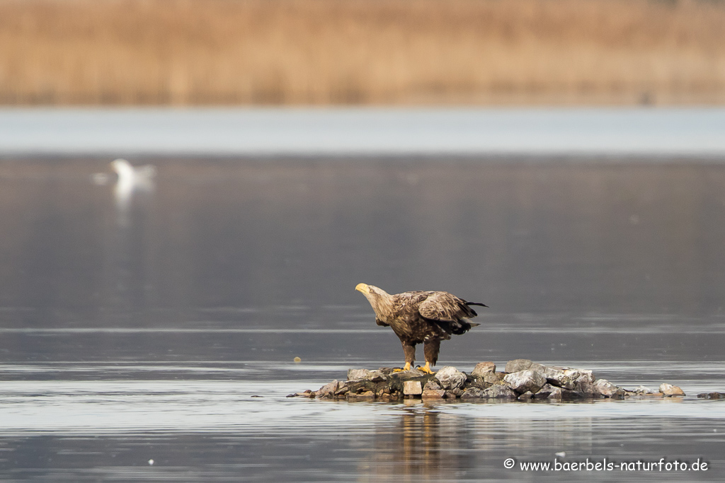 Seeadler