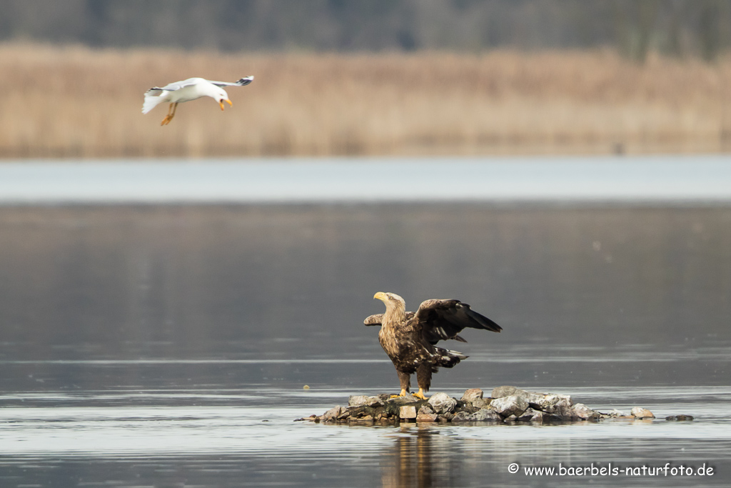 Seeadler