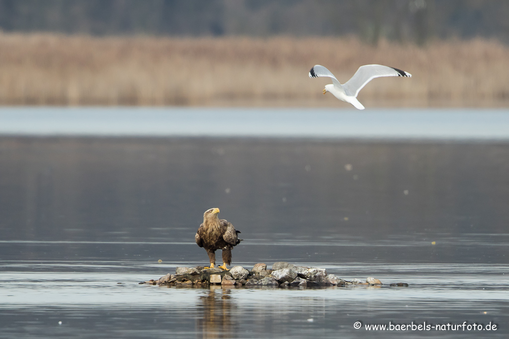 Seeadler