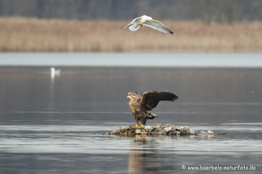 Seeadler