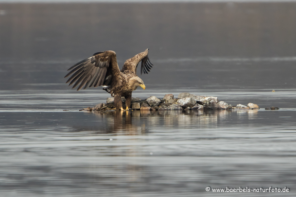 Seeadler