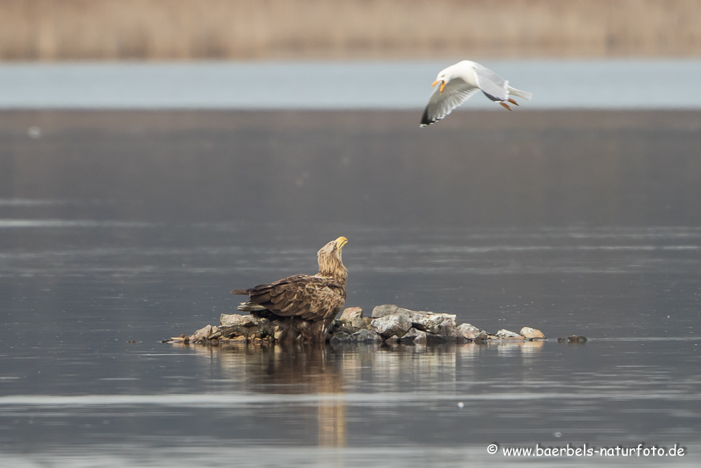 Seeadler