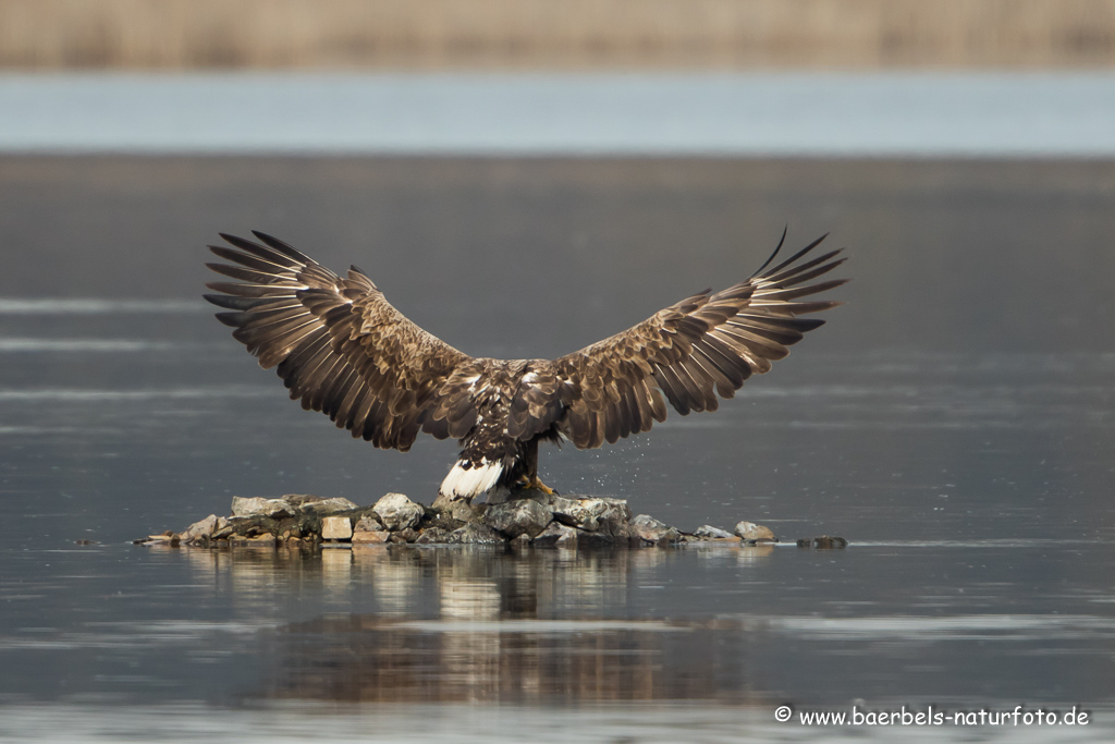 Seeadler