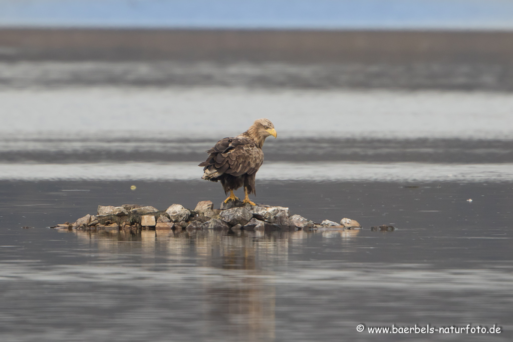 Seeadler