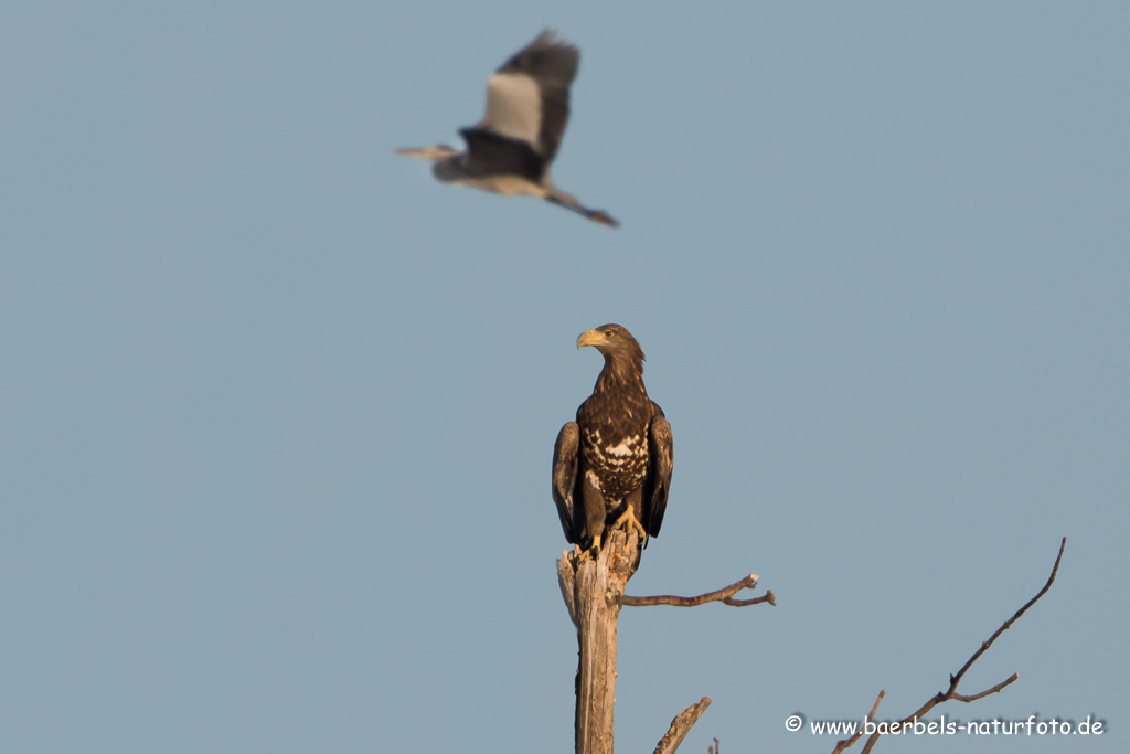 Seeadler