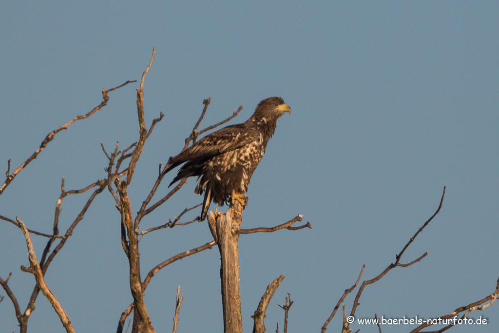 Seeadler