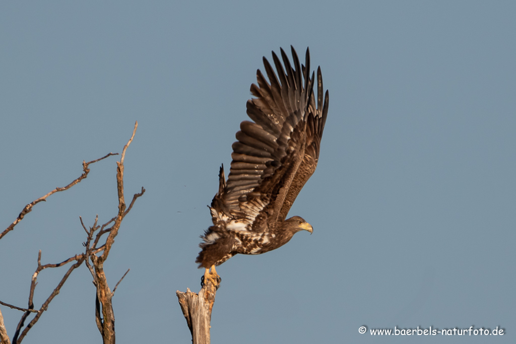 Seeadler