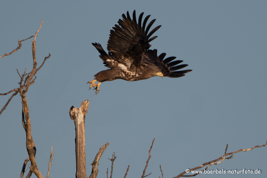 Seeadler