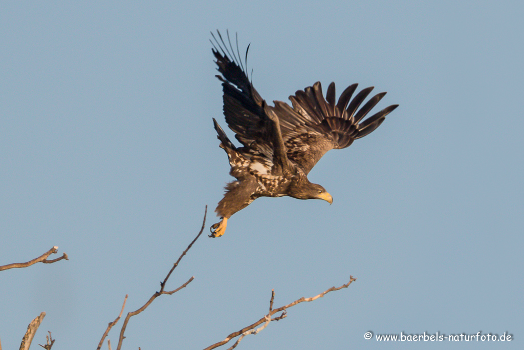 Seeadler