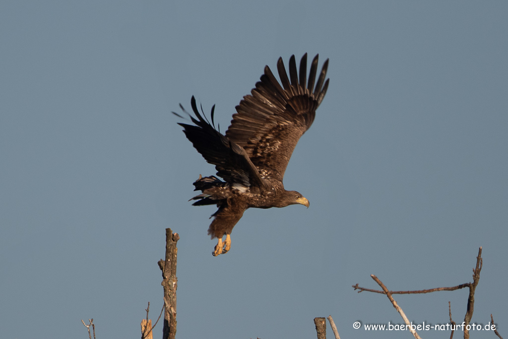 Seeadler