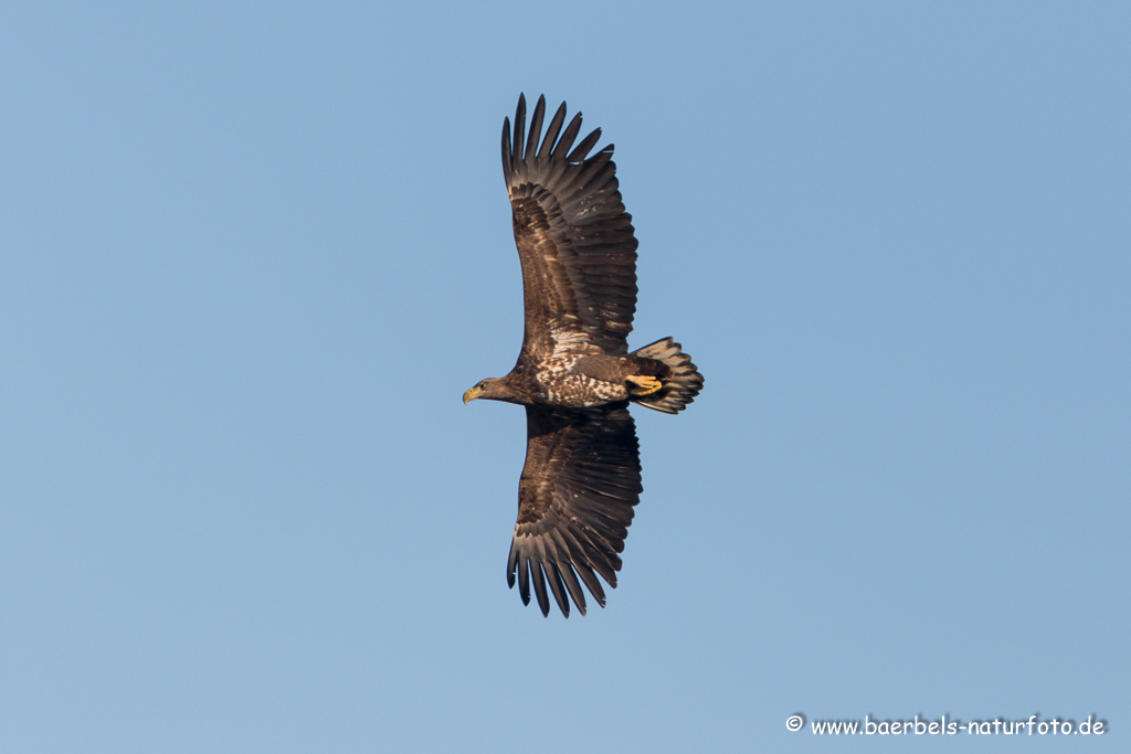 Seeadler