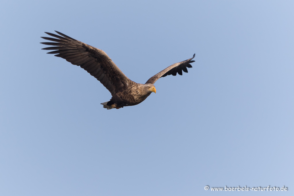 Seeadler