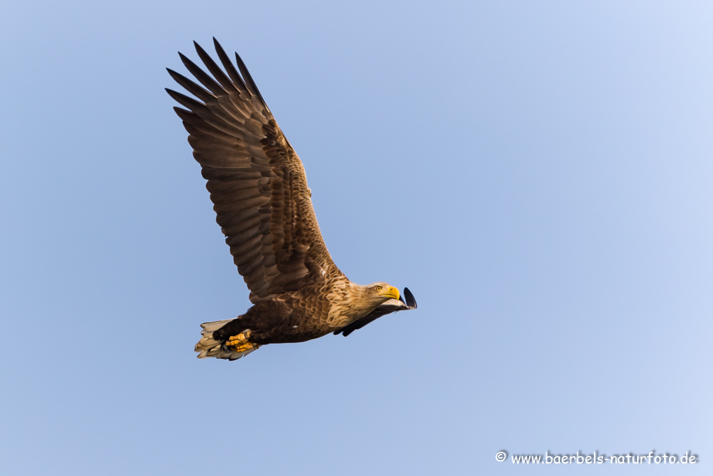 Seeadler